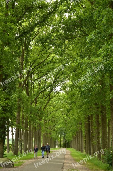 Forest Avenue Trees Hiking Green