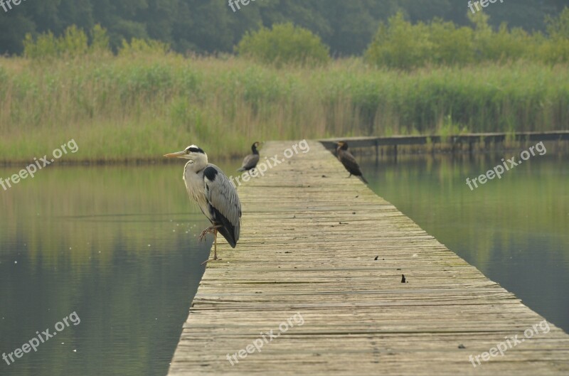 Bird Heron Water Hiking Bridge