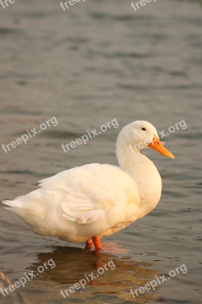 Duck Bird River Water Pond