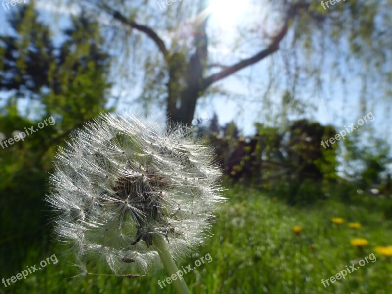 Flower Plant Dandelion Sunshine Medow