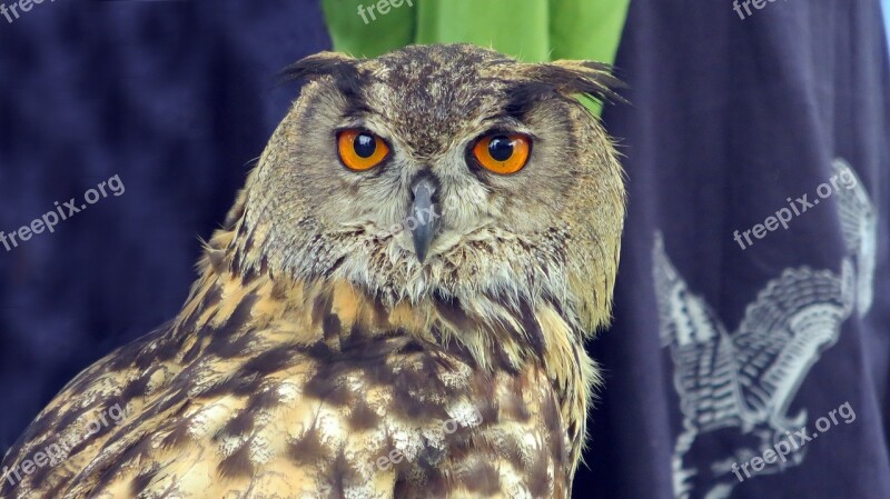 Raptor Owl Eagle Owl Eyes Bill