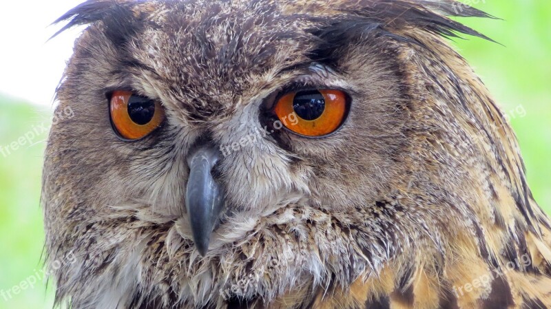 Raptor Owl Eagle Owl Eyes Bill