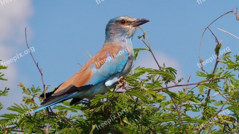 Lilac Breasted Roller Bird Roller Africa Lilac-breasted