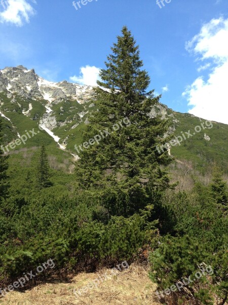 Tree Spruce Nature Tatry Mountains