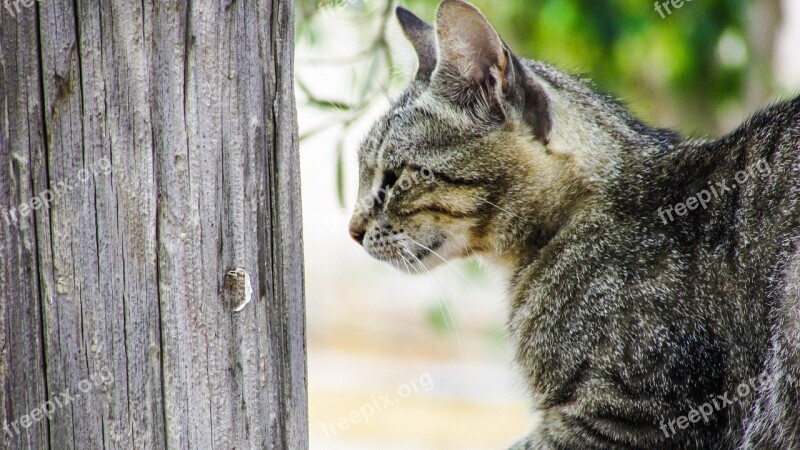 Cat Stray Young Lovely Curious