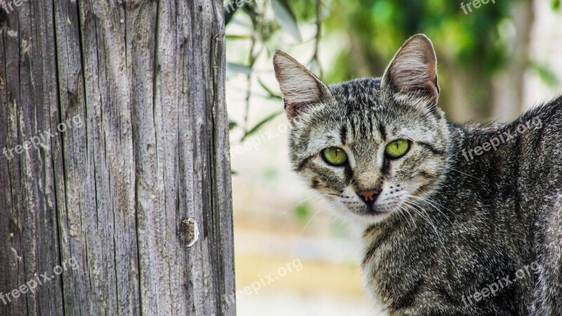 Cat Stray Young Lovely Curious