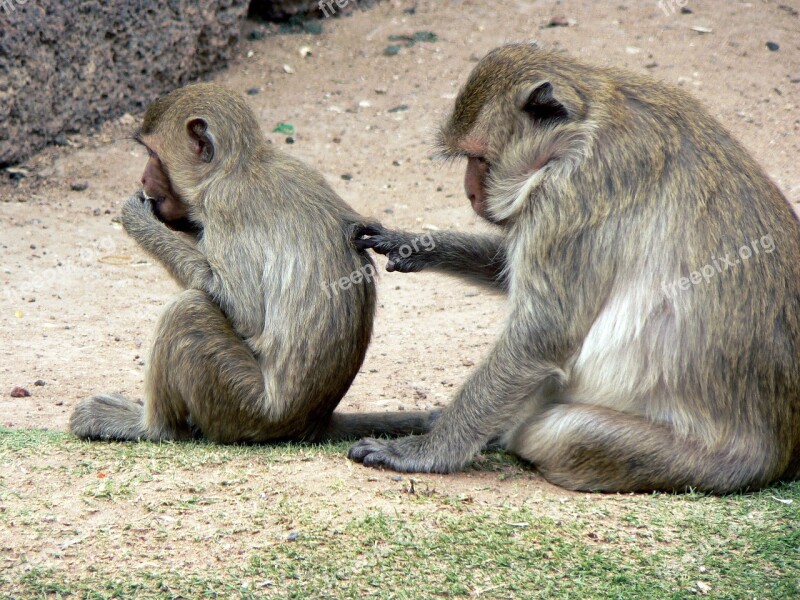 Thailand Monkeys Lampang Guenon Maternity