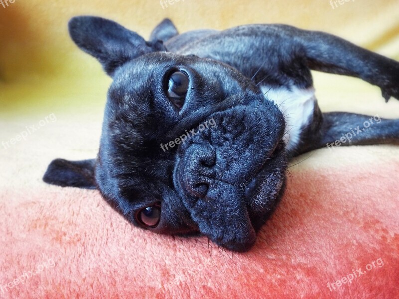 Dog French Bulldog Fatigue Pet Puppy