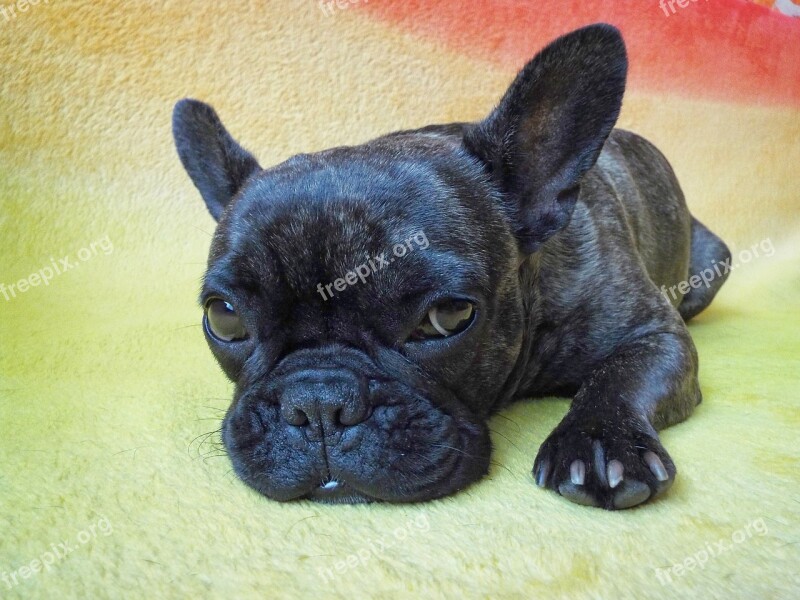 Dog French Bulldog Fatigue Pet Puppy