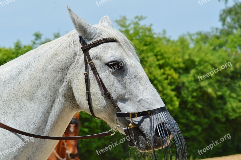 Horse Mold Reiterhof Animal White Horse