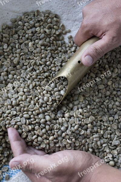 Coffee Beans Raw Brown Agriculture Farmer