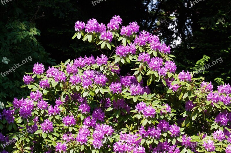 Rhododendron Traub Notes Doldentraub Inflorescences Genus