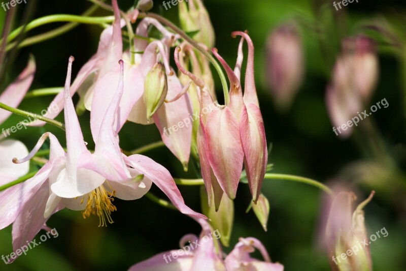 Columbine Flower Blossom Bloom Plant