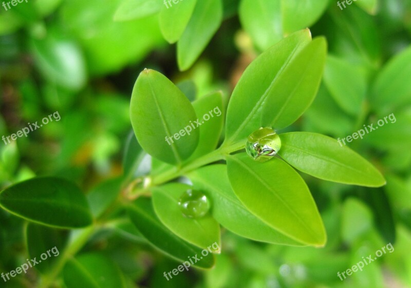 Raindrop Buxbaum Leaflets Ball Nature