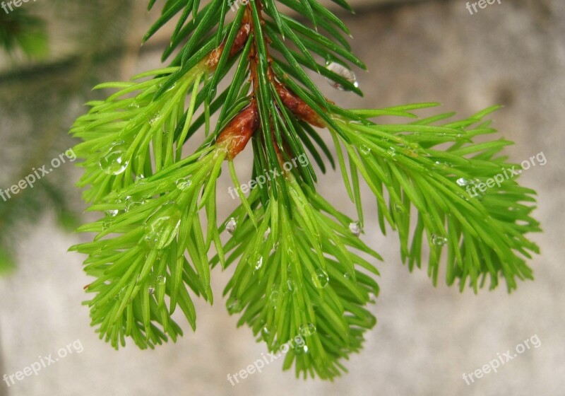 Rain Droplets Fir Sprout Green Raindrop Pine Needles