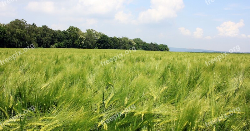 Barley Field Barley Cereals Field Agriculture