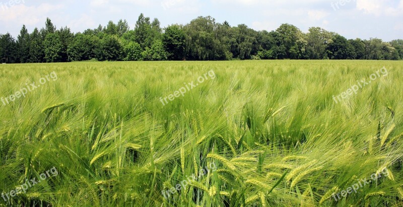 Barley Field Barley Cereals Field Agriculture