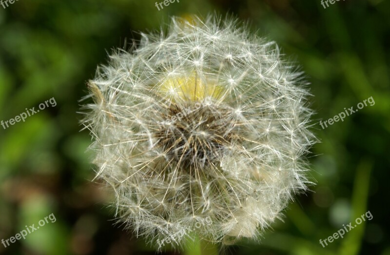 Dandelion Flower Close Up Faded Pointed Flower