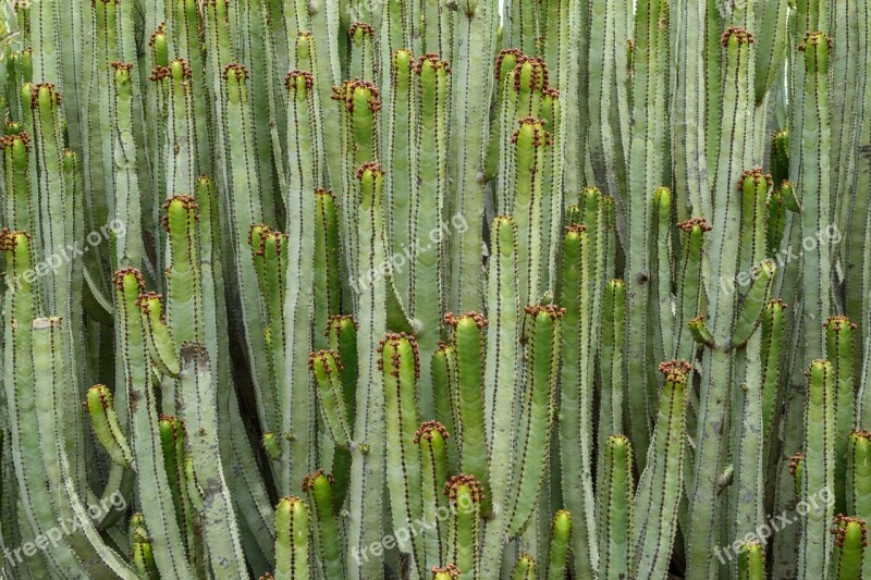 Cactus Tenerife Canary Islands Prickly Plant