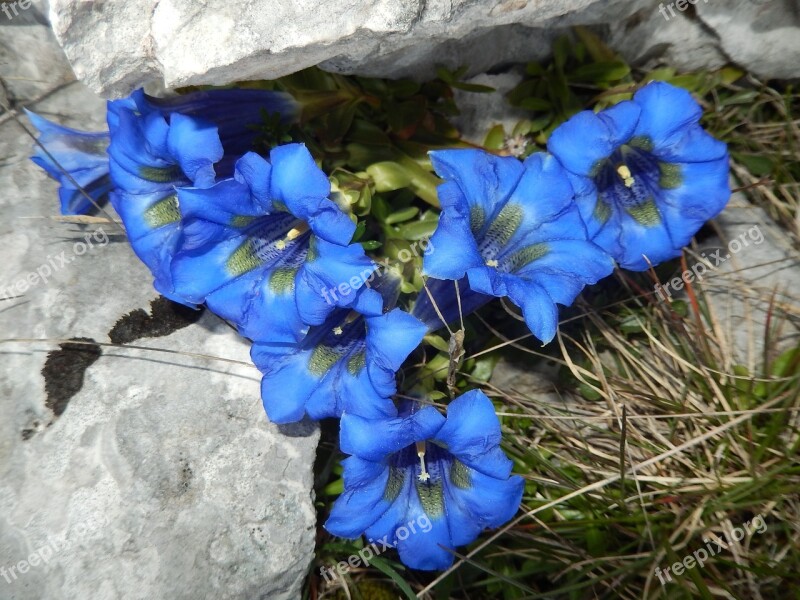 Flowers Mountain Vercors Wild Flowers Free Photos