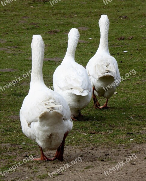 Animal Photo Geese Livestock Bio Agriculture