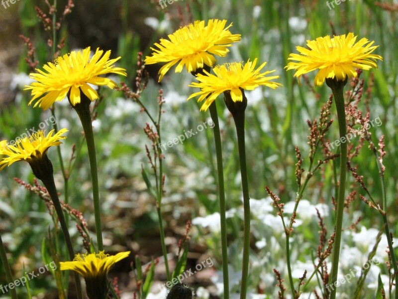 Flowers Meadow Garden Yellow Blossom