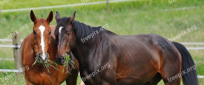 Horses For Two Coupling Stallion Eat