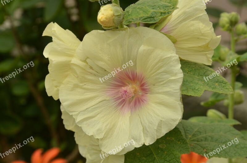 Flower Rose Hollyhock Yellow Heart