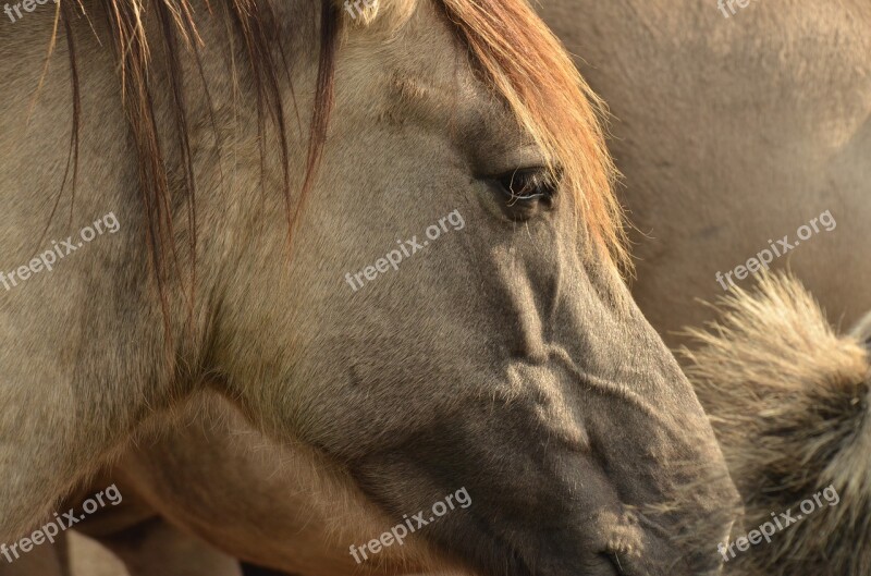 Animal Mammal Horse Moons Eye