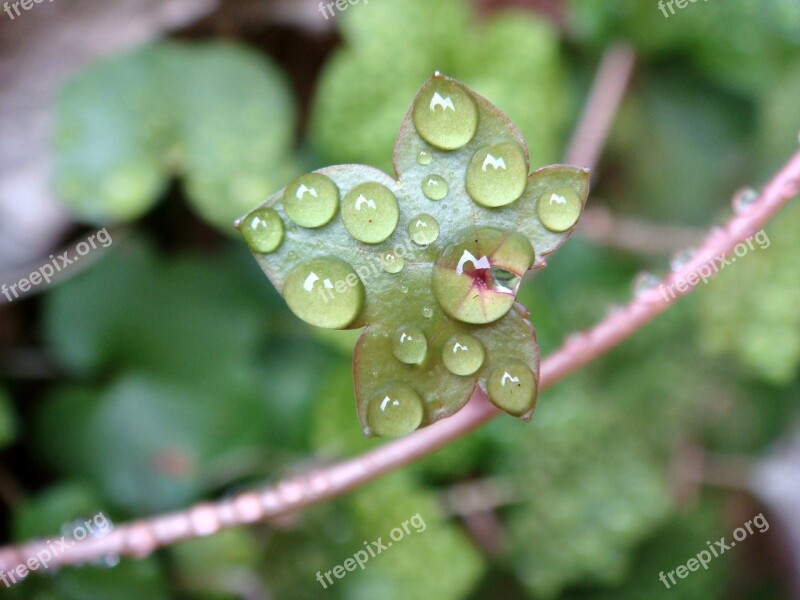 Leaf Drops Water Dew Green