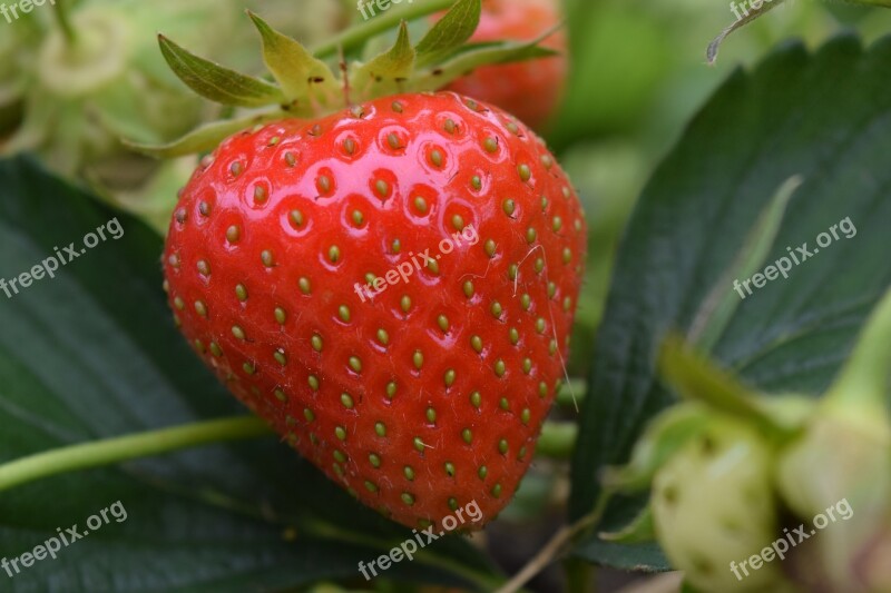 Strawberry Close Up Red Fruit Food