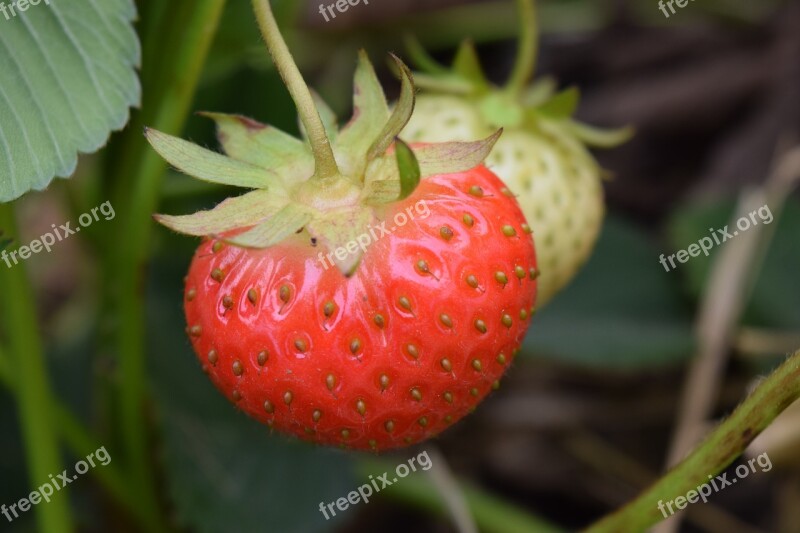 Strawberry Close Up Fruits Red Fruit