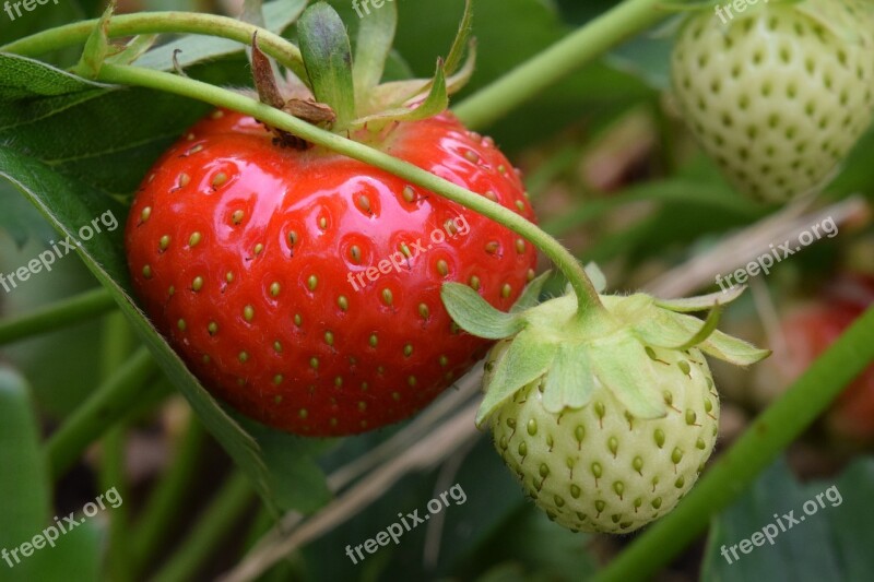 Strawberry Red Green Fruit Ripe