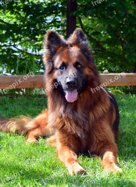 Dog German Shepherd Guards Closeup Man's Best Friend