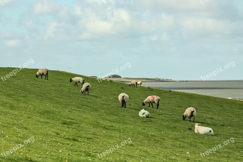 Sheep Dike Sheep Dike Pellworm Island