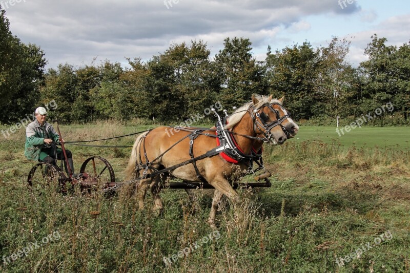 Haflinger Horses Horse Mccormick-mower Lawn Mowing