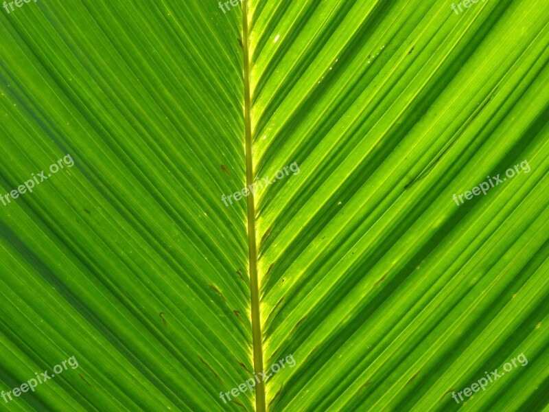 Palm Leaf Foliage Palm Leaves Free Photos