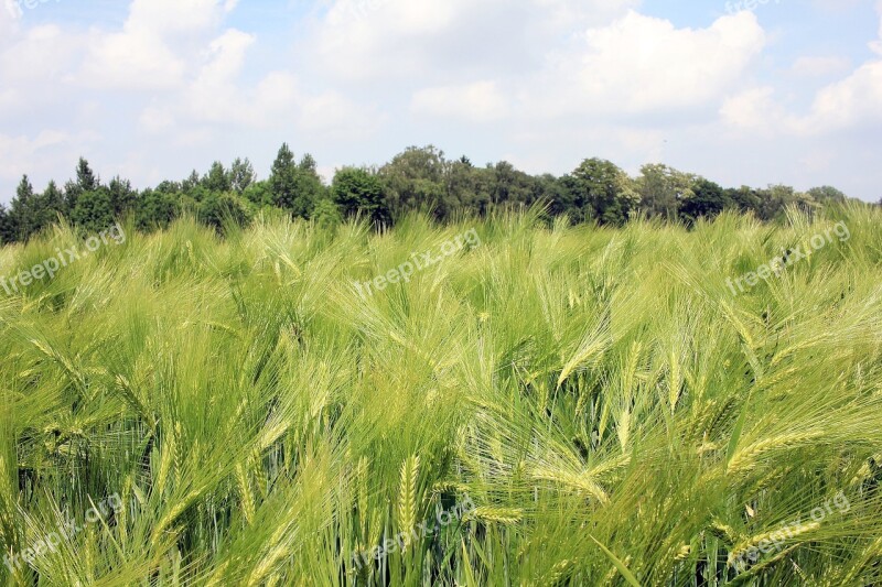 Barley Field Barley Cereals Field Agriculture