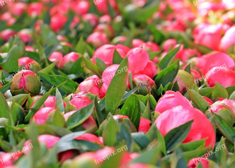 Peony Flowers Plant Spring Peony Bud