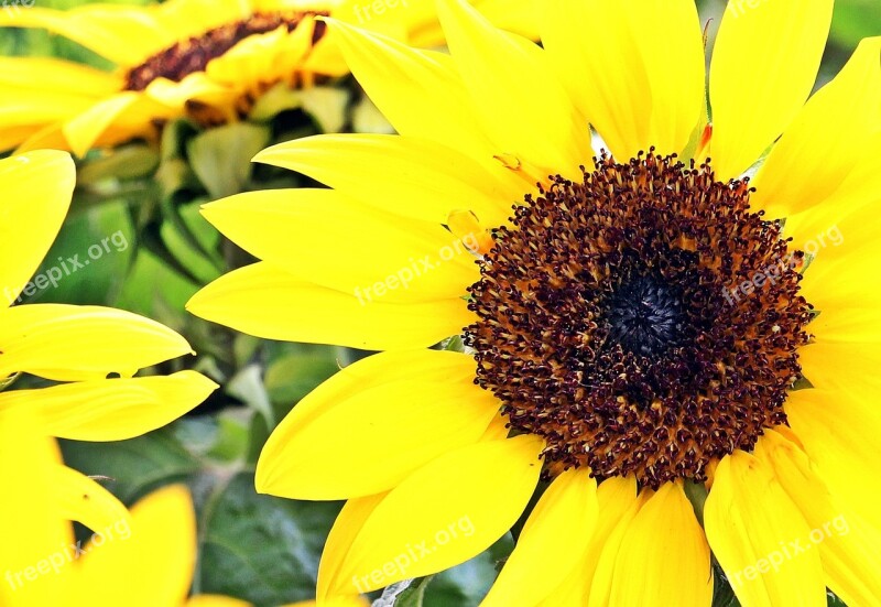 Sunflower Flowers Summer Beautiful Plant