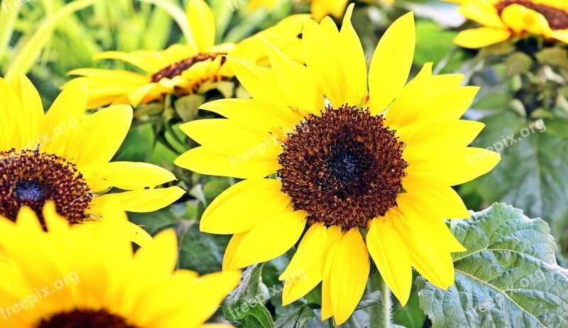 Sunflower Flowers Summer Beautiful Plant