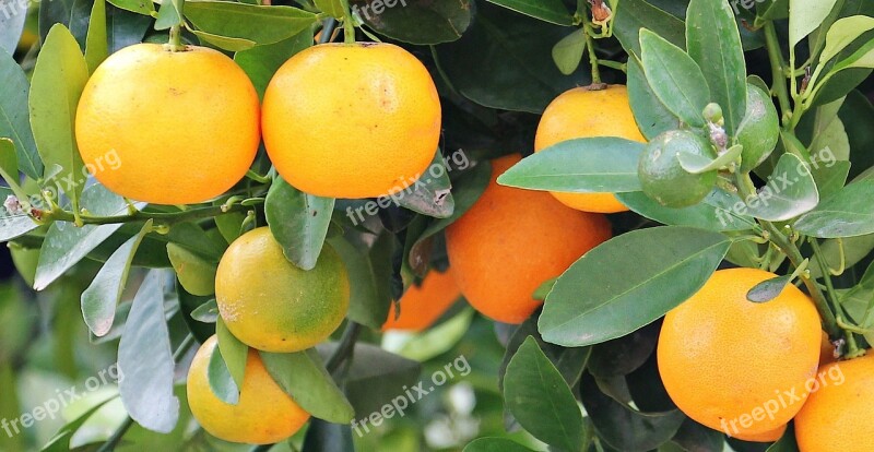 Oranges Orange Tree Market Fruits Tree