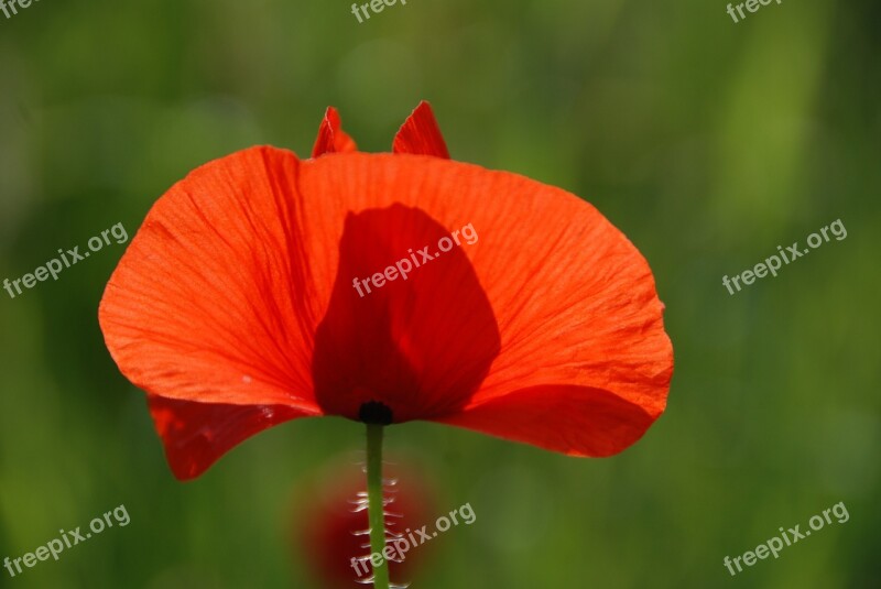 Poppy Poppy Flower Blossom Bloom Red