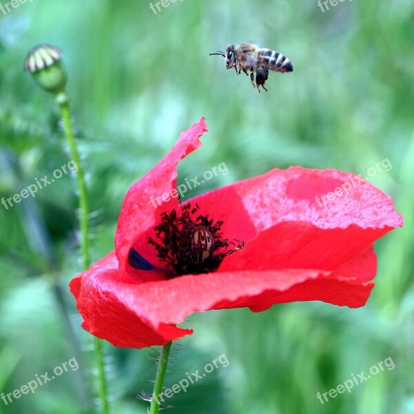 Poppy Petals Bee Nature Fields