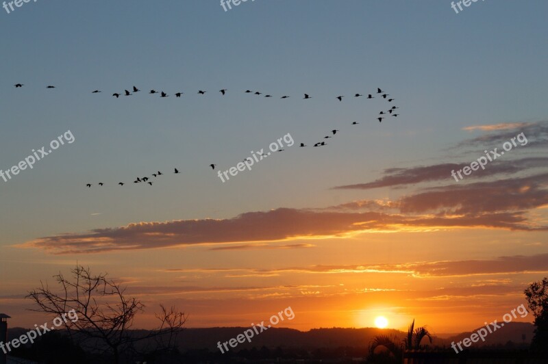 Orange Sunset Birds Flying Home Soft