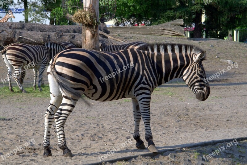 Zebra Animals African Safari Zoo