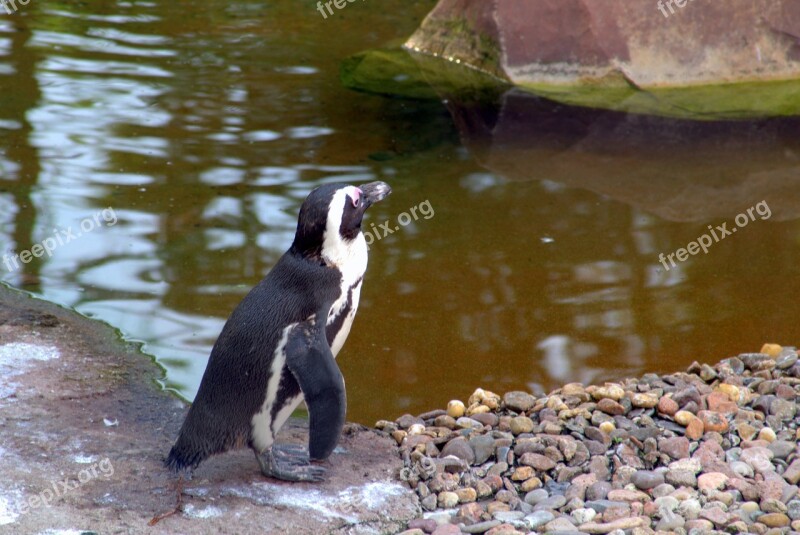 Penguin Bird Water Bird Nature Wild Birds