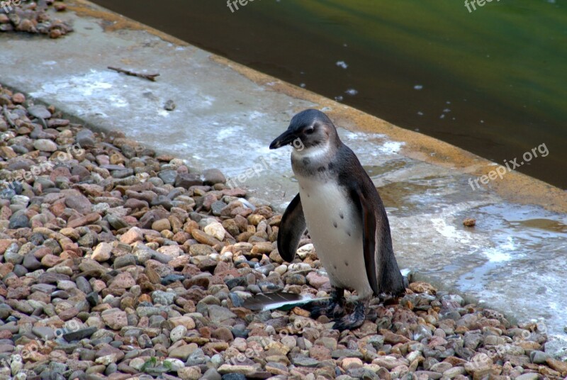 Penguin Bird Water Bird Nature Wild Birds