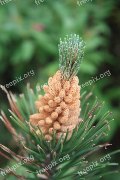 Pine Conifer Pine Cones Pine Greenhouse Close Up