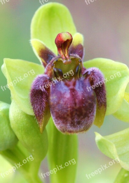 Ophrys Bombiliflora Flower Free Photos